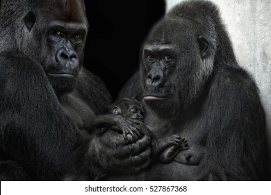 A Gorilla Family