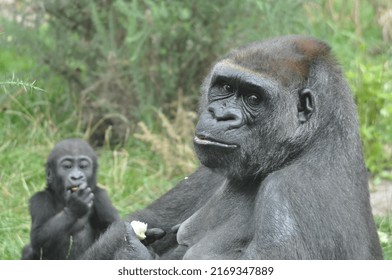 Gorilla Family Kids In Captivity