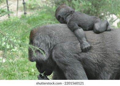 Gorilla Family Kids In Captivity