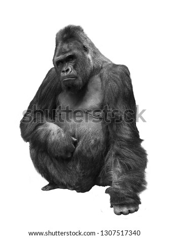 Gorilla, the family of primates on white isolated background