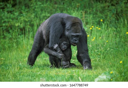 Gorilla, gorilla gorilla, Female with Baby 