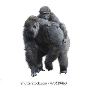 Gorilla Female with Her Baby isolated on white background