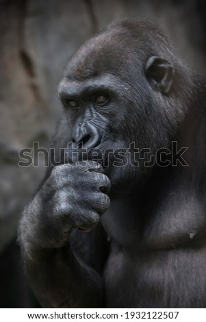 Similar – Image, Stock Photo gorilla Monkeys Gorilla