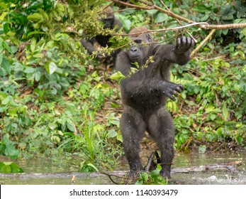 Gorilla in Gabon Endangered eastern gorilla in the beauty of african jungle