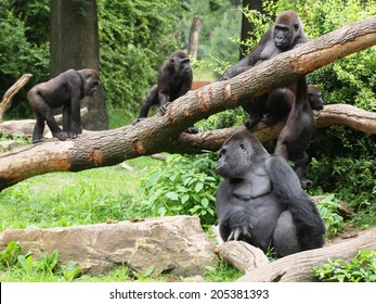 Gorilla Group