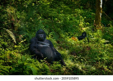 Gorilla In The Habitat, Bwindi NP In Uganda. Wildlife In Africa. Gorilla Group In The Forest.