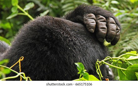 Gorilla Hand