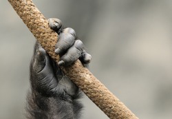 Gorilla Hand Clenches Rope