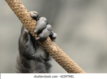 Gorilla Hand Clenches Rope