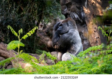 Gorilla herbivorous, great black ape inhabit tropical forests of equatorial Africa in zoo