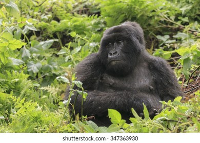 A Gorilla In The Jungle In Rwanda