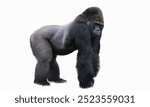 Gorilla: Large, powerful primates native to Africa, gorillas are intelligent and live in close-knit family groups.