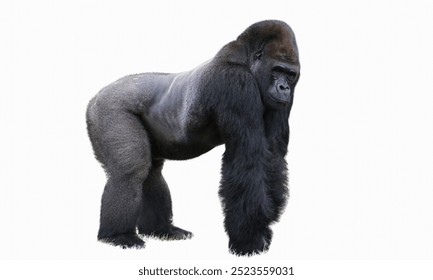 Gorilla: Large, powerful primates native to Africa, gorillas are intelligent and live in close-knit family groups. - Powered by Shutterstock