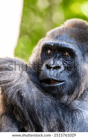 Gorilla looking baffled and flabbergasted 