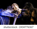 Gorilla looking at a Gorilla Skeleton, At Nature Science museum Leiden, The Netherlands
