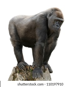 Gorilla majestically standing on a lookout, isolated on pure white