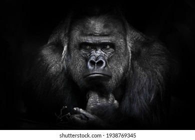 A gorilla male with powerful shoulders, large shoulders and a disgruntled look calmly looks assessing an opponent