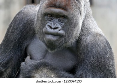 Gorilla, (Gorilla gorilla, gorilla), male, silverback, captive