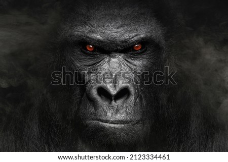 Gorilla mammal animal , black white wildlife, smok	