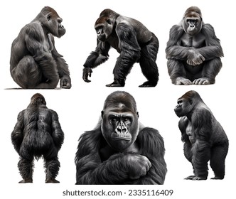 gorilla, many angles and view portrait side back head shot isolated on white background cutout