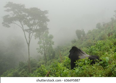 Gorilla in the Mist
