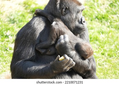 Gorilla Mom And Baby In Zoo Enclosure