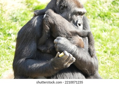 Gorilla Mom And Baby In Zoo Enclosure