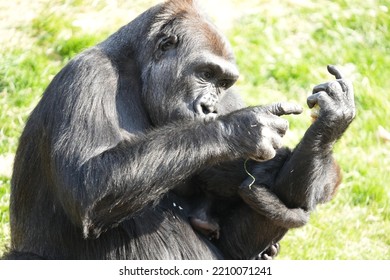 Gorilla Mom And Baby In Zoo Enclosure