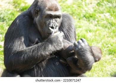 Gorilla Mom And Baby In Zoo Enclosure