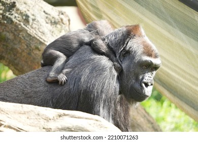 Gorilla Mom And Baby In Zoo Enclosure