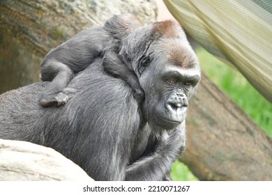 Gorilla Mom And Baby In Zoo Enclosure