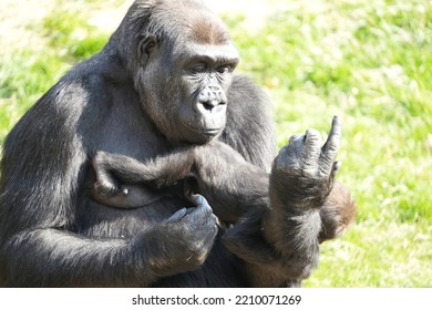 Gorilla Mom And Baby In Zoo Enclosure