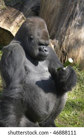 Gorilla monkey considering a cucumber