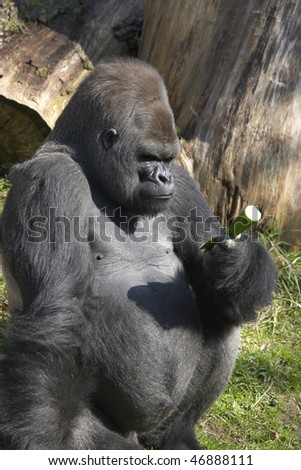 Gorilla monkey considering a cucumber