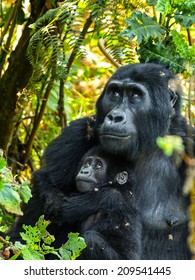 Gorilla Mother And Her Baby In The Bush Of Uganda