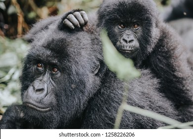 Gorilla Mountain Family