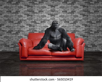 Gorilla On A Red Leather Sofa
