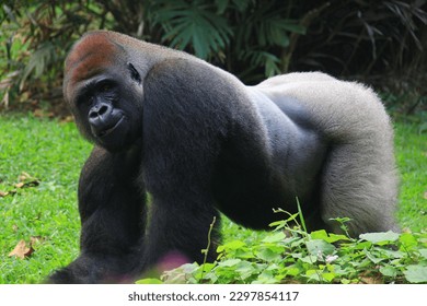 The gorilla is one of the largest primates in the Ragunan Zoo