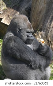 Gorilla with onion