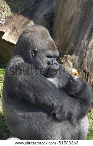 Gorilla with onion