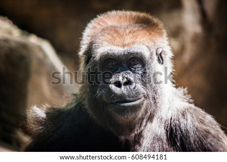 Gorilla portrait