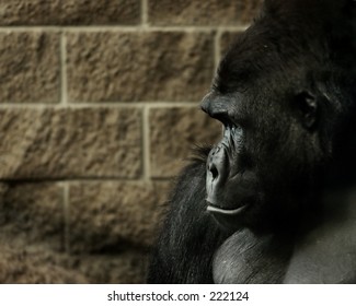 Gorilla Profile