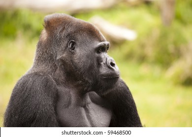 Gorilla Profile