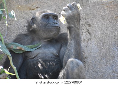 Gorilla At The San Diego Wild Animal Park