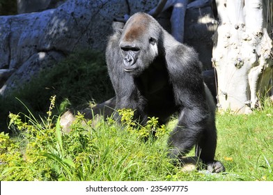 Gorilla At San Diego Zoo