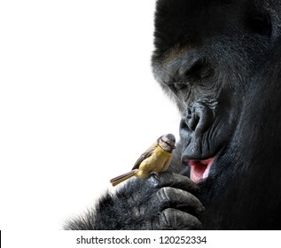 Gorilla showing family love to a bird, on white background - Powered by Shutterstock