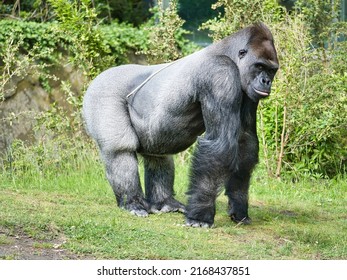 Gorilla, Silver back. The herbivorous big ape is impressive and strong. Endangered species. Animal photo in nature
