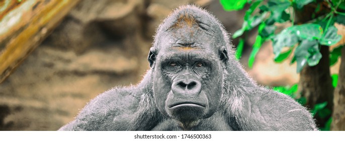 Gorilla Silverback Ape Sad Funny Face Banner Panoramic Background. Alpha Male Strong Gorilla Looking At Camera.