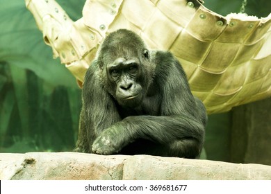 Gorilla sitting