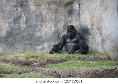 Gorilla Sitting Alone